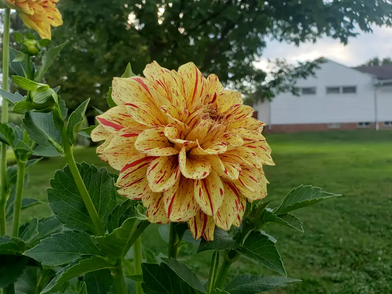 A yellow dahlia with red-flecked petals growing among lush green leaves